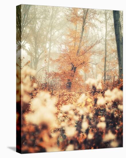 Abstract Autumn-David Keochkerian-Framed Stretched Canvas