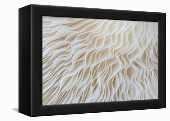 Abstract Background Macro Image of Sajor-Caju Mushroom-lamyai-Framed Premier Image Canvas