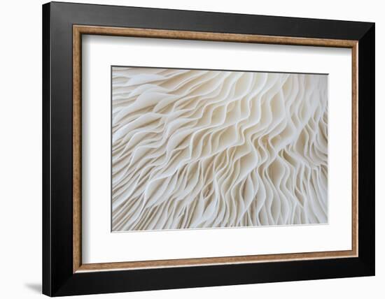 Abstract Background Macro Image of Sajor-Caju Mushroom-lamyai-Framed Photographic Print