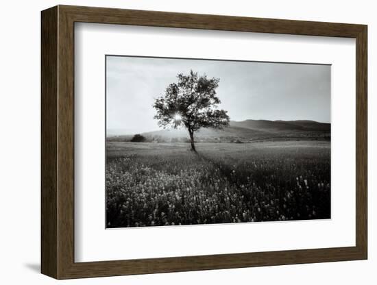 Abstract Black and White Landscape with Lonely Tree-SSokolov-Framed Photographic Print