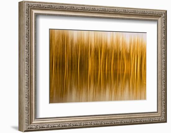 Abstract, Blur of Trees and Reflections in Water-Rona Schwarz-Framed Photographic Print