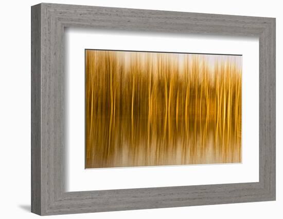 Abstract, Blur of Trees and Reflections in Water-Rona Schwarz-Framed Photographic Print