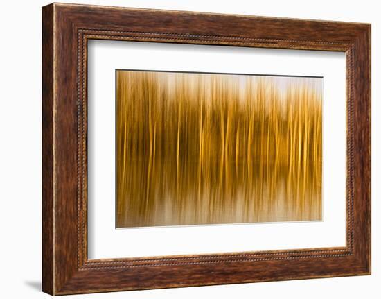 Abstract, Blur of Trees and Reflections in Water-Rona Schwarz-Framed Photographic Print