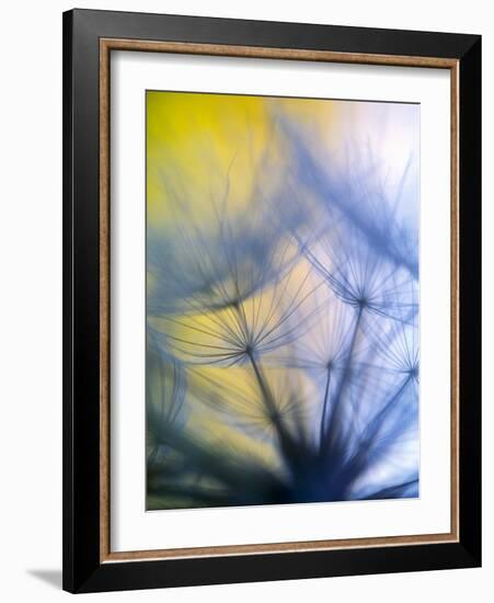 Abstract close-up in yellows and blues of a dandelion seed puff-Stuart Westmorland-Framed Photographic Print