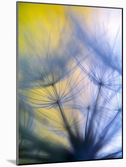 Abstract close-up in yellows and blues of a dandelion seed puff-Stuart Westmorland-Mounted Photographic Print