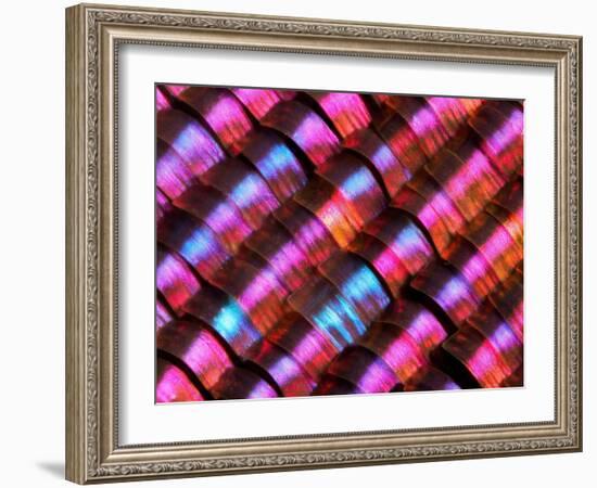 Abstract close-up of butterfly wing scales-Andy Sands-Framed Photographic Print