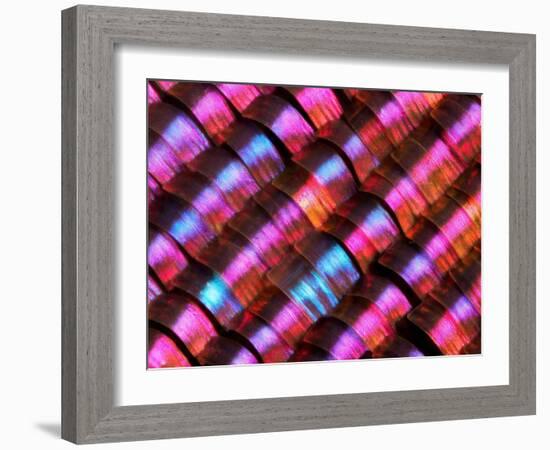 Abstract close-up of butterfly wing scales-Andy Sands-Framed Photographic Print