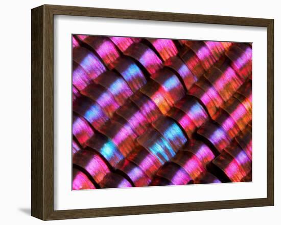 Abstract close-up of butterfly wing scales-Andy Sands-Framed Photographic Print