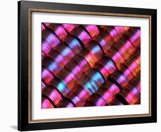 Abstract close-up of butterfly wing scales-Andy Sands-Framed Photographic Print