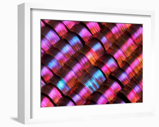 Abstract close-up of butterfly wing scales-Andy Sands-Framed Photographic Print