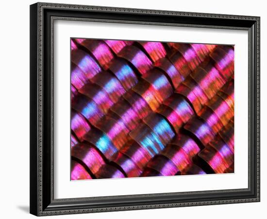 Abstract close-up of butterfly wing scales-Andy Sands-Framed Photographic Print