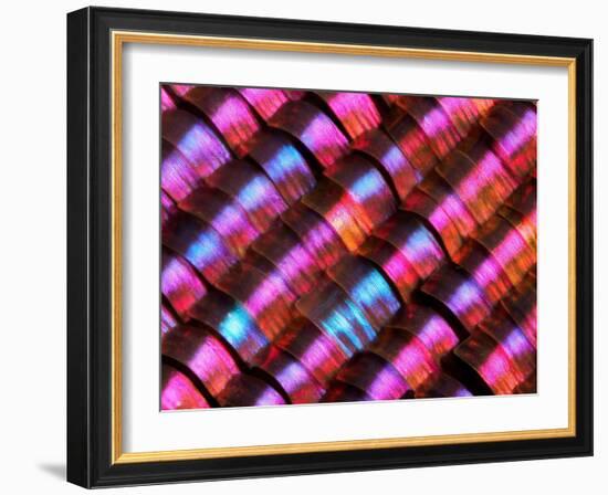 Abstract close-up of butterfly wing scales-Andy Sands-Framed Photographic Print