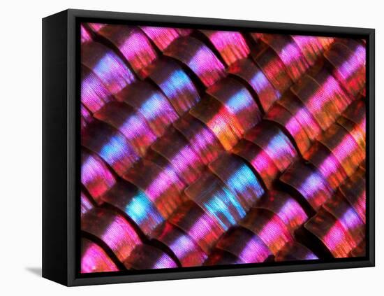 Abstract close-up of butterfly wing scales-Andy Sands-Framed Premier Image Canvas