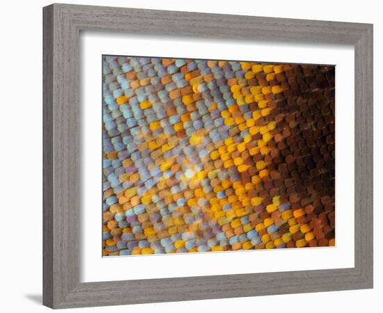 Abstract close-up of butterfly wing scales-Andy Sands-Framed Photographic Print