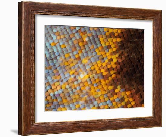 Abstract close-up of butterfly wing scales-Andy Sands-Framed Photographic Print