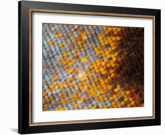 Abstract close-up of butterfly wing scales-Andy Sands-Framed Photographic Print