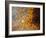 Abstract close-up of butterfly wing scales-Andy Sands-Framed Photographic Print