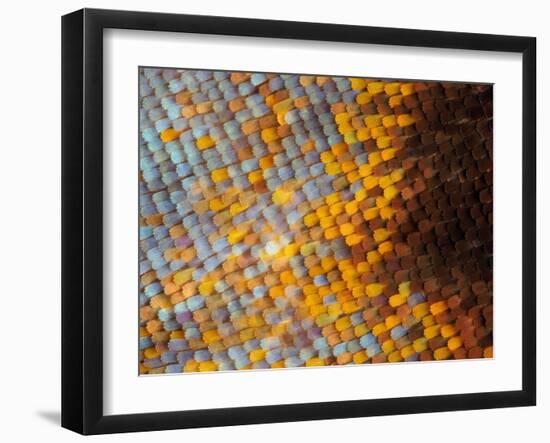 Abstract close-up of butterfly wing scales-Andy Sands-Framed Photographic Print