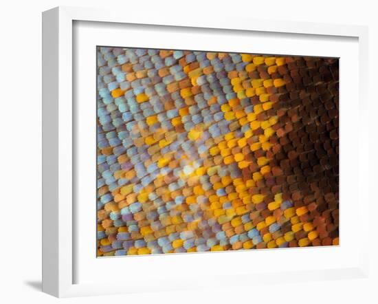 Abstract close-up of butterfly wing scales-Andy Sands-Framed Photographic Print