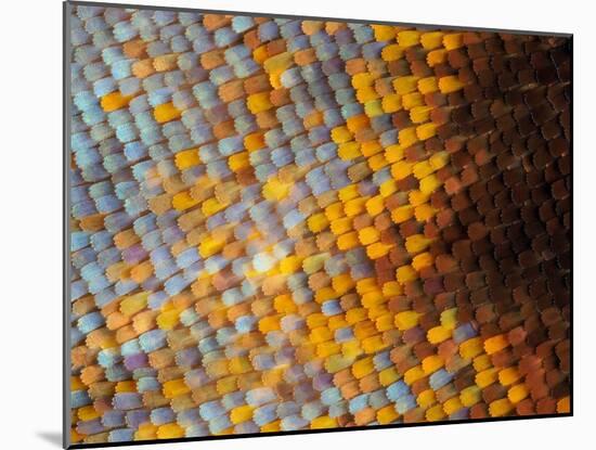 Abstract close-up of butterfly wing scales-Andy Sands-Mounted Photographic Print