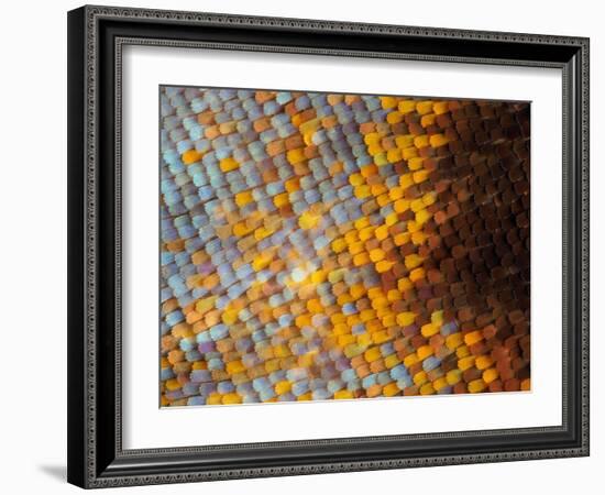 Abstract close-up of butterfly wing scales-Andy Sands-Framed Photographic Print