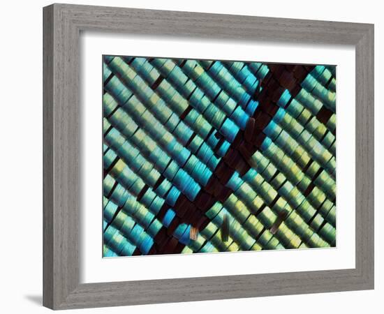 Abstract close-up of butterfly wing scales-Andy Sands-Framed Photographic Print