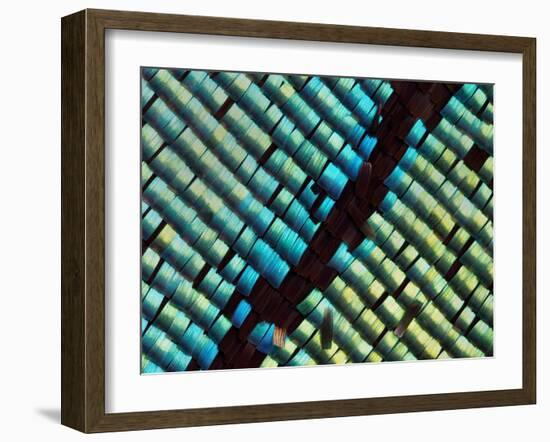 Abstract close-up of butterfly wing scales-Andy Sands-Framed Photographic Print