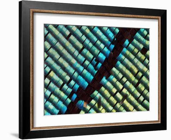 Abstract close-up of butterfly wing scales-Andy Sands-Framed Photographic Print