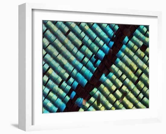 Abstract close-up of butterfly wing scales-Andy Sands-Framed Photographic Print