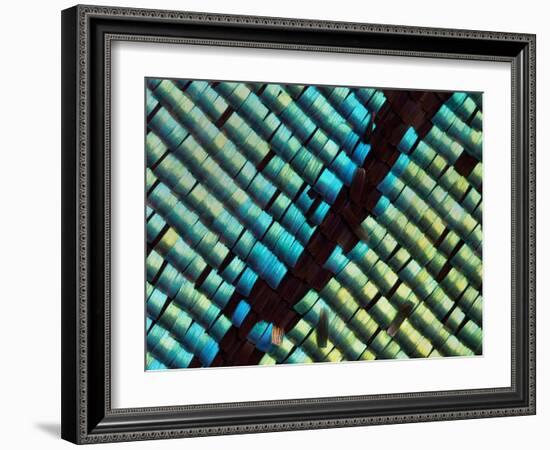 Abstract close-up of butterfly wing scales-Andy Sands-Framed Photographic Print