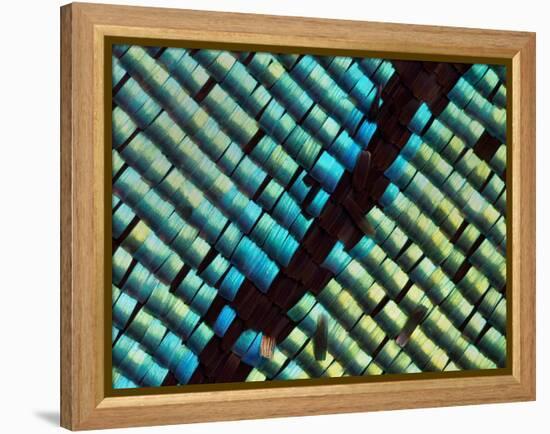 Abstract close-up of butterfly wing scales-Andy Sands-Framed Premier Image Canvas