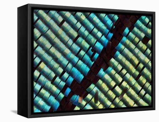 Abstract close-up of butterfly wing scales-Andy Sands-Framed Premier Image Canvas