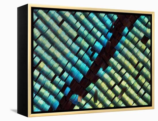 Abstract close-up of butterfly wing scales-Andy Sands-Framed Premier Image Canvas