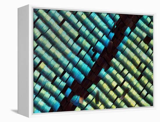 Abstract close-up of butterfly wing scales-Andy Sands-Framed Premier Image Canvas