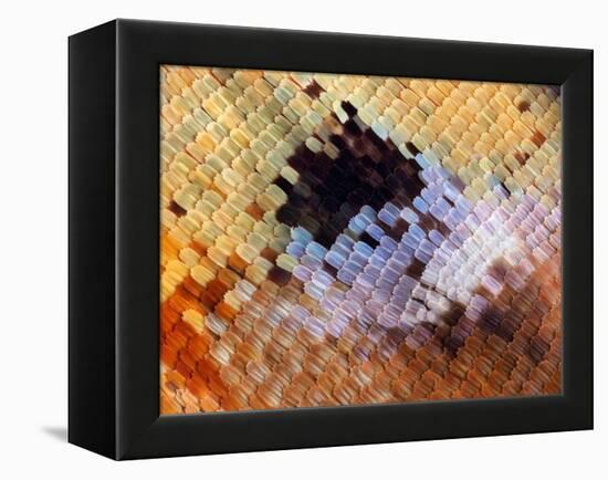 Abstract close-up of butterfly wing scales-Andy Sands-Framed Premier Image Canvas