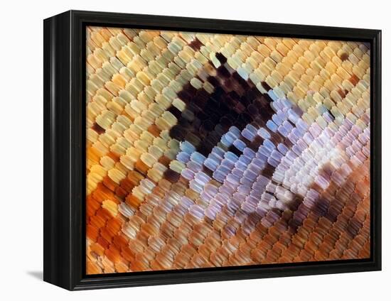 Abstract close-up of butterfly wing scales-Andy Sands-Framed Premier Image Canvas
