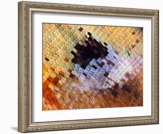 Abstract close-up of butterfly wing scales-Andy Sands-Framed Photographic Print