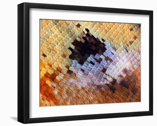 Abstract close-up of butterfly wing scales-Andy Sands-Framed Photographic Print