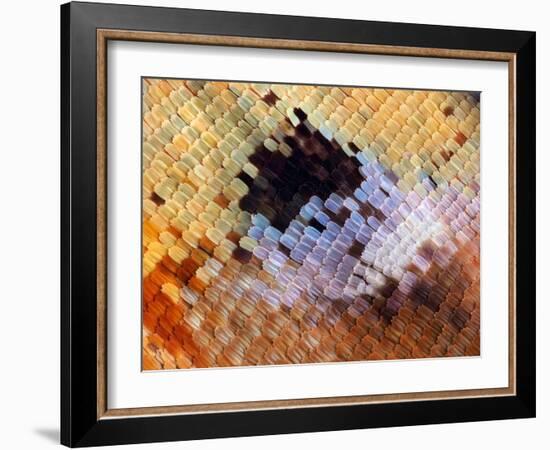 Abstract close-up of butterfly wing scales-Andy Sands-Framed Photographic Print