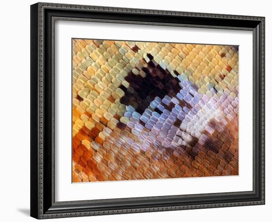 Abstract close-up of butterfly wing scales-Andy Sands-Framed Photographic Print