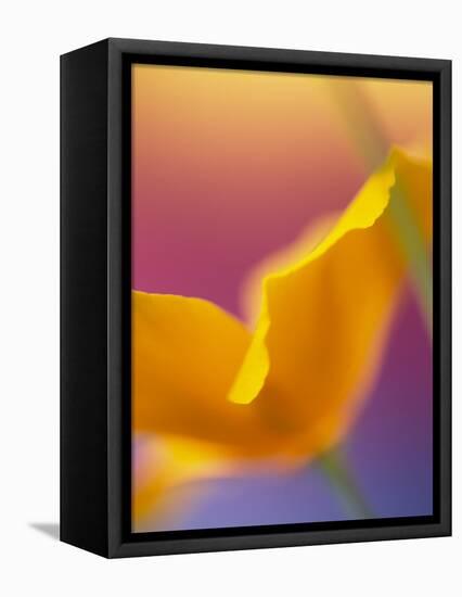 Abstract Close-up of Poppy Flower-Steve Satushek-Framed Premier Image Canvas