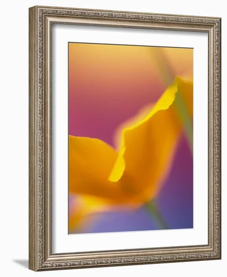 Abstract Close-up of Poppy Flower-Steve Satushek-Framed Photographic Print