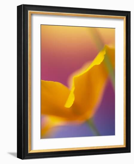 Abstract Close-up of Poppy Flower-Steve Satushek-Framed Photographic Print