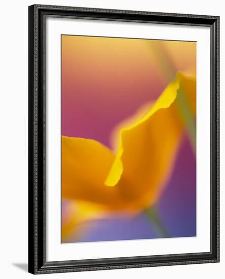 Abstract Close-up of Poppy Flower-Steve Satushek-Framed Photographic Print