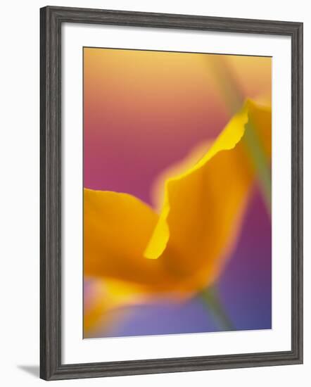 Abstract Close-up of Poppy Flower-Steve Satushek-Framed Photographic Print