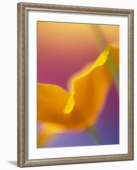 Abstract Close-up of Poppy Flower-Steve Satushek-Framed Photographic Print