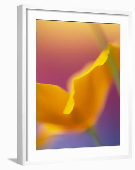 Abstract Close-up of Poppy Flower-Steve Satushek-Framed Photographic Print