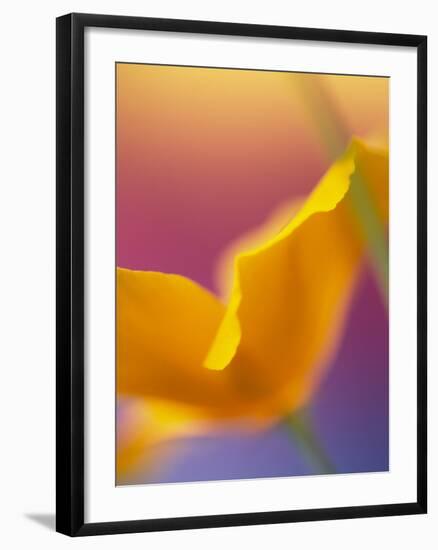 Abstract Close-up of Poppy Flower-Steve Satushek-Framed Photographic Print