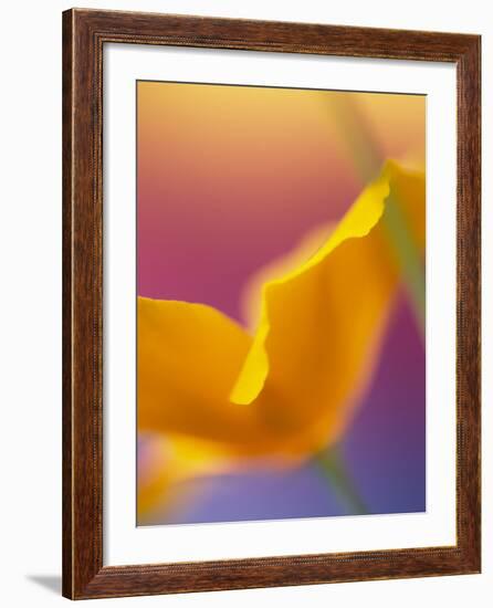 Abstract Close-up of Poppy Flower-Steve Satushek-Framed Photographic Print