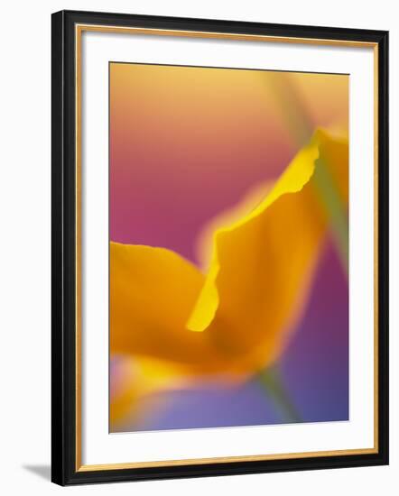 Abstract Close-up of Poppy Flower-Steve Satushek-Framed Photographic Print